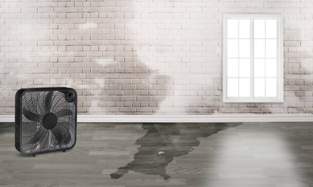 Best Professional water damage repair  in Taft Heights, CA